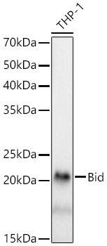 Bid Rabbit Monoclonal Antibody [KD Validated]