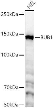 BUB1 Rabbit Monoclonal Antibody [KD Validated]