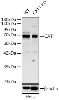 CAT1 Rabbit Polyclonal Antibody [KD Validated]