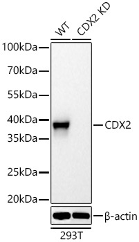 CDX2 Rabbit Polyclonal Antibody [KD Validated]