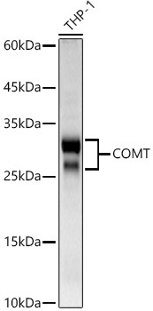 COMT Rabbit Polyclonal Antibody [KD Validated]