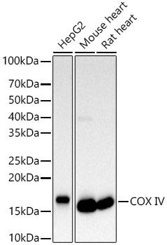 COX IV Rabbit Polyclonal Antibody [KD Validated]