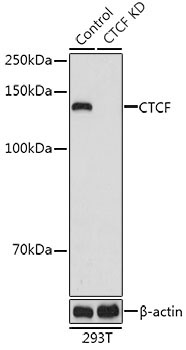 CTCF Rabbit Polyclonal Antibody [KD Validated]