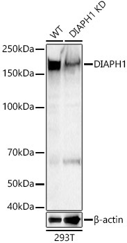 DIAPH1 Rabbit Polyclonal Antibody [KD Validated]