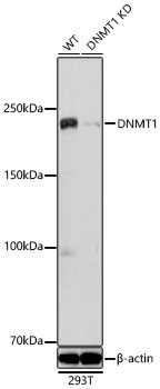 DNMT1 Rabbit Polyclonal Antibody [KD Validated]