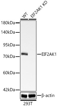 EIF2AK1 Rabbit Monoclonal Antibody [KD Validated]