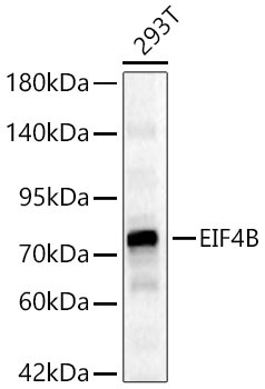 EIF4B Rabbit Polyclonal Antibody [KD Validated]