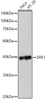 ERK1 Rabbit Monoclonal Antibody [KD Validated]