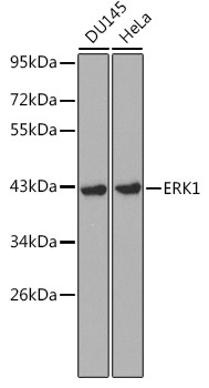 ERK1 Rabbit Polyclonal Antibody [KD Validated]