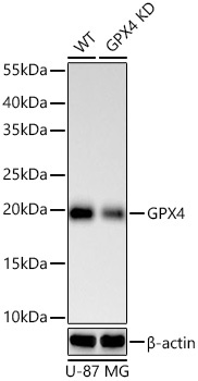 GPX4 Rabbit Monoclonal Antibody [KD Validated]
