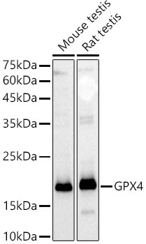 GPX4 Rabbit Polyclonal Antibody [KD Validated]