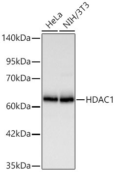 HDAC1 Rabbit Polyclonal Antibody [KD Validated]