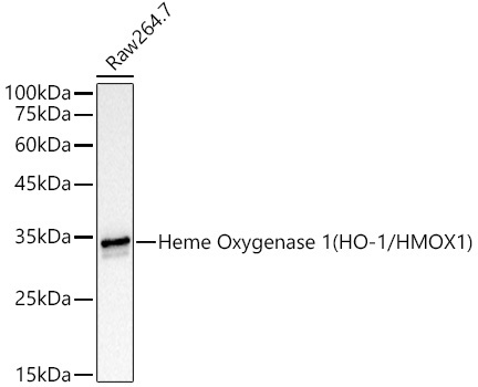 Heme Oxygenase 1 (HO-1/HMOX1) Rabbit Monoclonal Antibody [KD Validated]