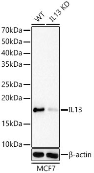 IL13 Rabbit Monoclonal Antibody [KD Validated]