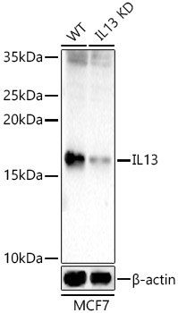 IL13 Rabbit Polyclonal Antibody [KD Validated]