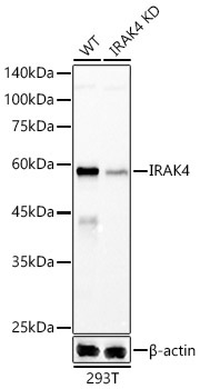 IRAK4 Rabbit Monoclonal Antibody [KD Validated]