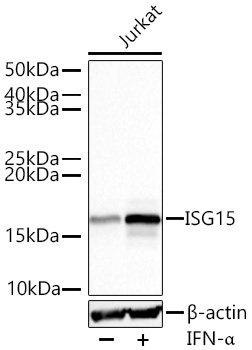 ISG15 Rabbit Monoclonal Antibody [KD Validated]