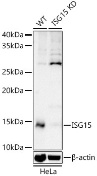 ISG15 Rabbit Polyclonal Antibody [KD Validated]