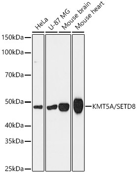 KMT5A/SETD8 Rabbit Monoclonal Antibody [KD Validated]