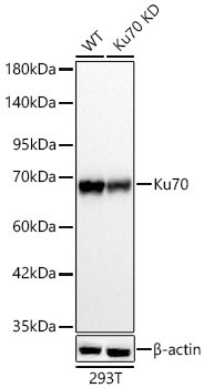 Ku70 Rabbit Polyclonal Antibody [KD Validated]