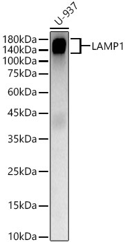 LAMP1 Rabbit Polyclonal Antibody [KD Validated]