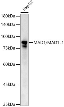 MAD1/MAD1L1 Rabbit Polyclonal Antibody [KD Validated]