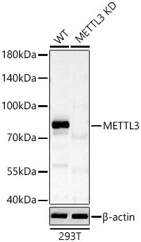 METTL3 Rabbit Polyclonal Antibody [KD Validated]