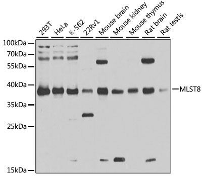 MLST8 Rabbit Polyclonal Antibody [KD Validated]