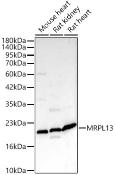 MRPL13 Rabbit Polyclonal Antibody [KD Validated]