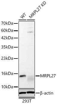MRPL27 Rabbit Polyclonal Antibody [KD Validated]