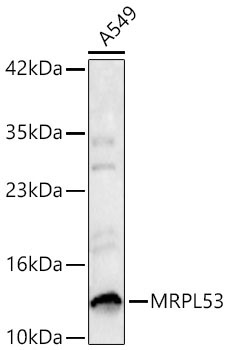 MRPL53 Rabbit Polyclonal Antibody [KD Validated]