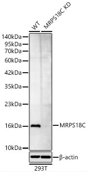 MRPS18C Rabbit Polyclonal Antibody [KD Validated]