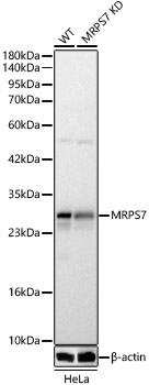 MRPS7 Rabbit Polyclonal Antibody [KD Validated]