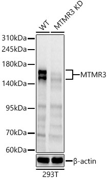 MTMR3 Rabbit Polyclonal Antibody [KD Validated]