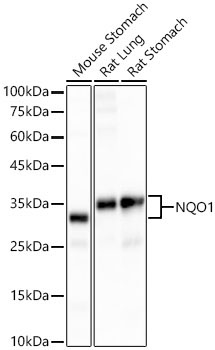 NQO1 Rabbit Monoclonal Antibody [KD Validated]