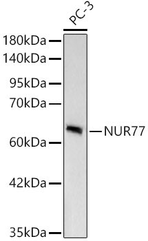 NUR77 Rabbit Monoclonal Antibody [KD Validated]