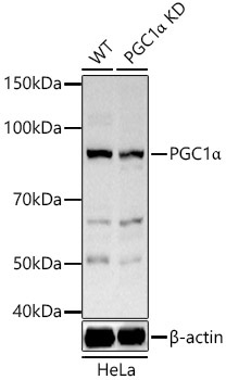 PGC1Alpha Rabbit Polyclonal Antibody [KD Validated]