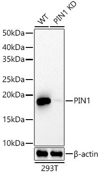 Pin1 Rabbit Monoclonal Antibody [KD Validated]