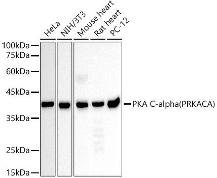 PKA C-alpha (PRKACA) Mouse Monoclonal Antibody [KD Validated]