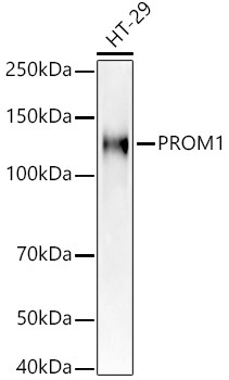 PROM1 Rabbit Polyclonal Antibody [KD Validated]