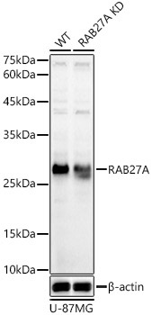 RAB27A Rabbit Polyclonal Antibody [KD Validated]