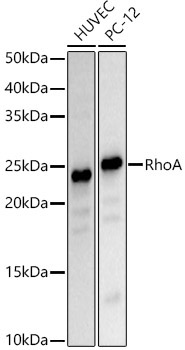 RhoA Rabbit Polyclonal Antibody [KD Validated]