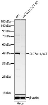SLC7A11/xCT Rabbit Polyclonal Antibody [KD Validated]