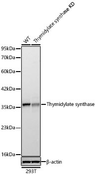 Thymidylate synthase Rabbit Monoclonal Antibody [KD Validated]
