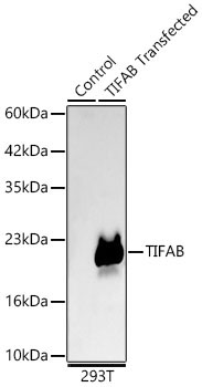 TIFAB Rabbit Monoclonal Antibody [KD Validated]