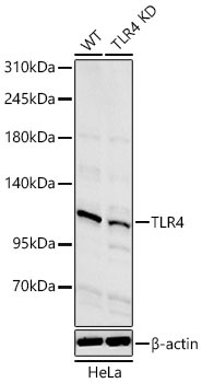 TLR4 Rabbit Polyclonal Antibody [KD Validated]