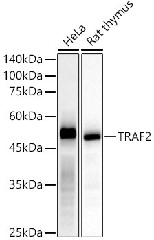 TRAF2 Rabbit Monoclonal Antibody [KD Validated]