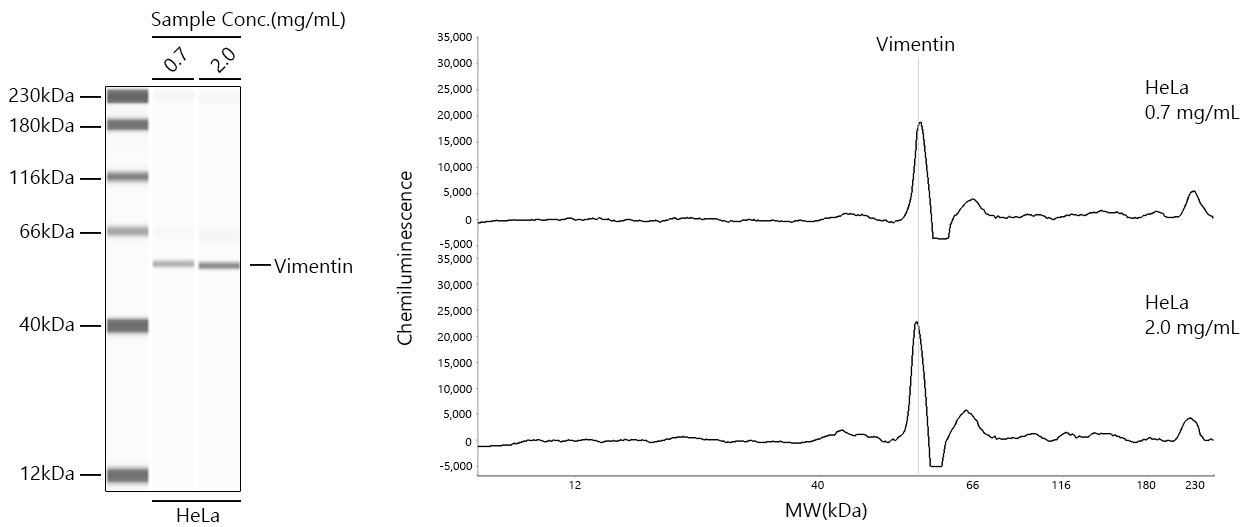 Vimentin Rabbit Monoclonal Antibody [KD Validated]