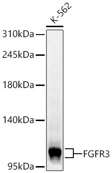 FGFR3 Rabbit Polyclonal Antibody [KD Validated]
