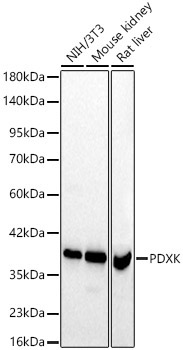 PDXK Rabbit Polyclonal Antibody [KD Validated]